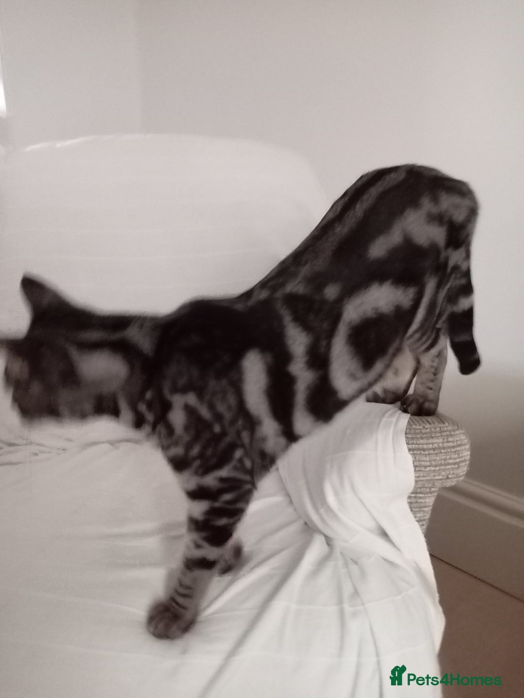 Savannah cats for sale: Full Pedigree & TICA Reg F5 Marble Savannah Kitten - Advert 29