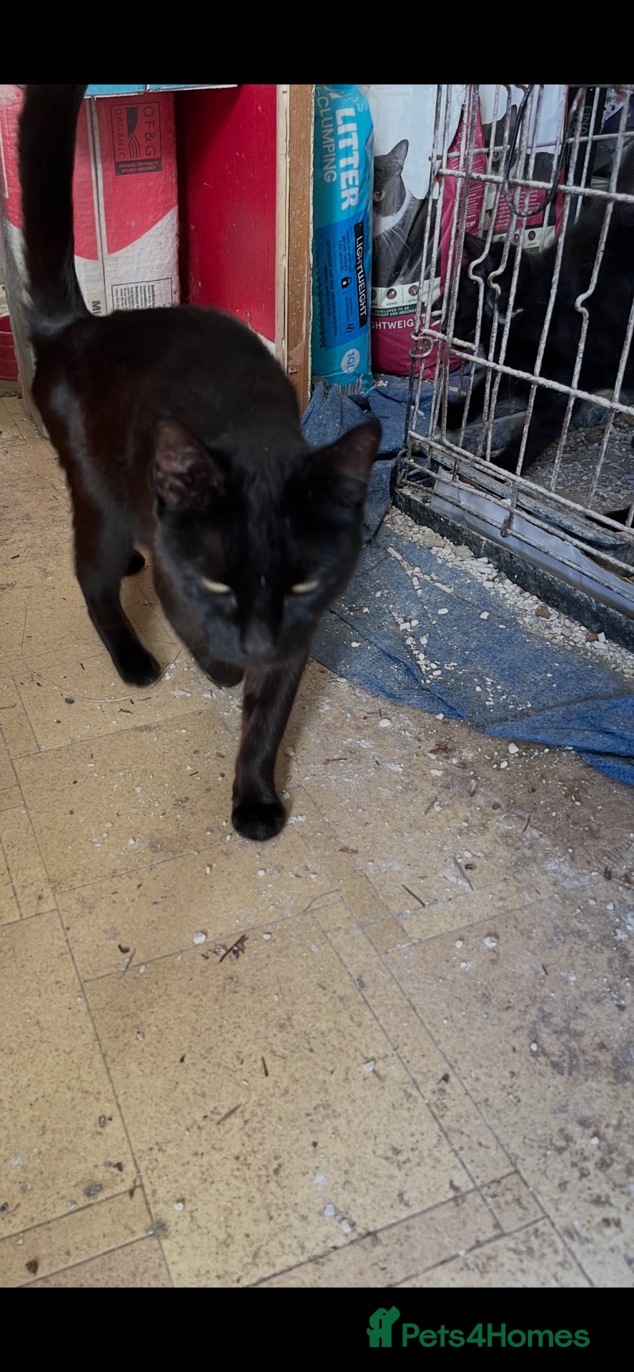 Mixed Breed cats Black playful  - Advert 1