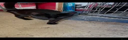Mixed Breed cats for sale: Black playful  - Advert 1