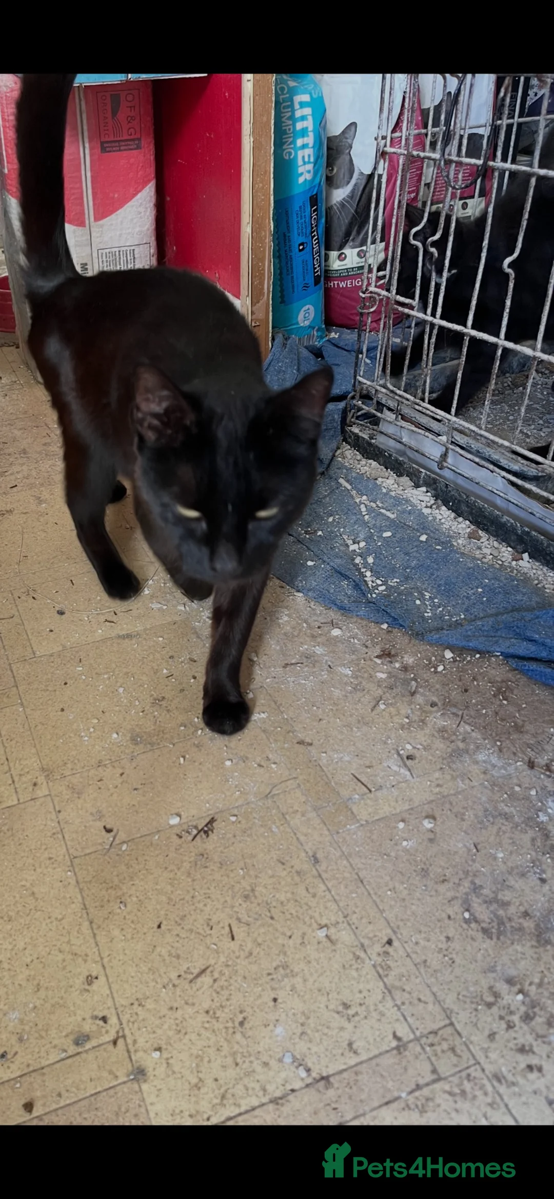 Mixed Breed cats for sale: Black playful  - Advert 1