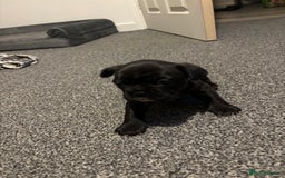 French Bulldog dogs for sale: Black Brindle Frenchie  - Advert 2