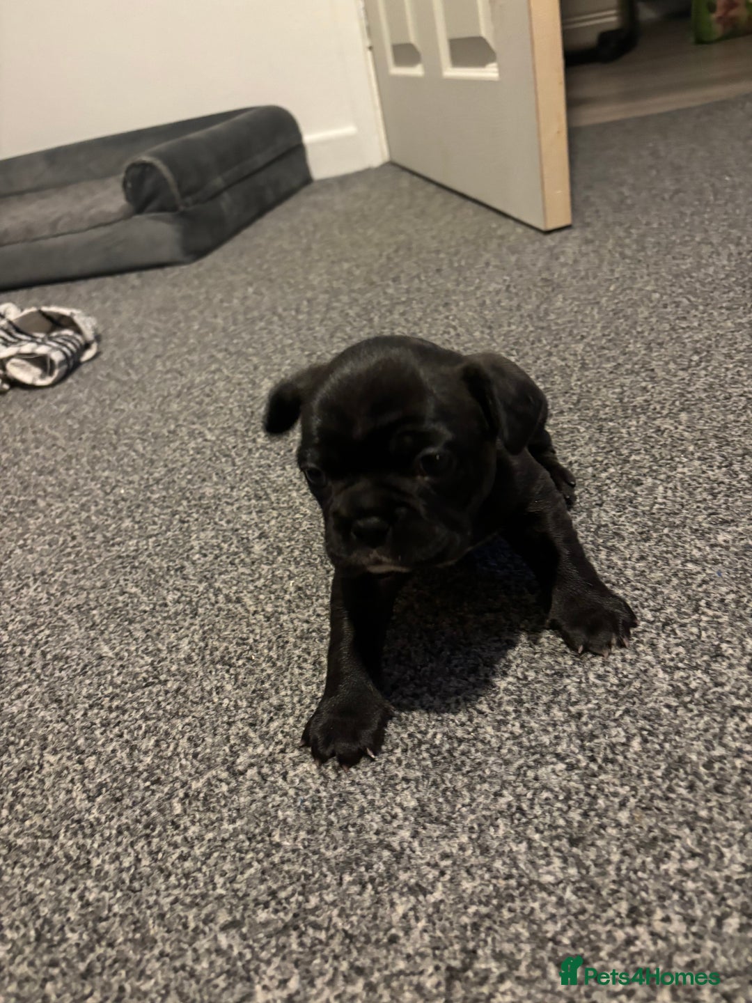 French Bulldog dogs for sale: Black Brindle Frenchie  - Advert 2