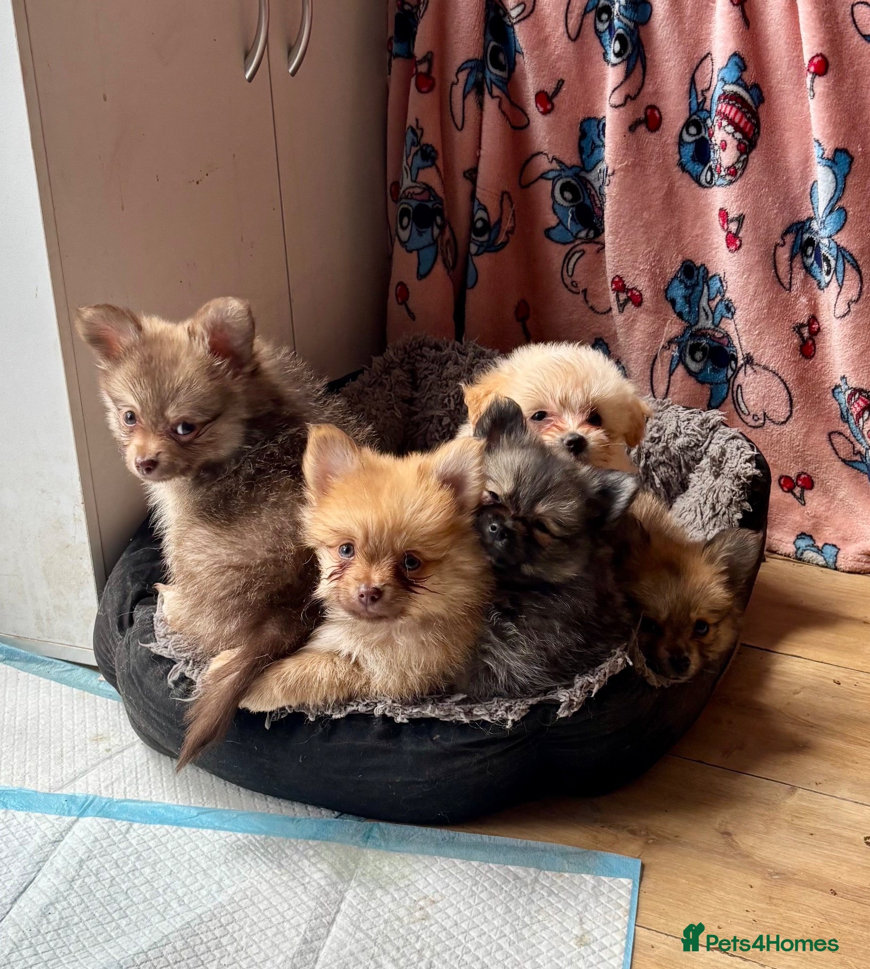 Pomeranian dogs Just 4 Gorgeous Pomchi Puppies Available Now - Advert 1
