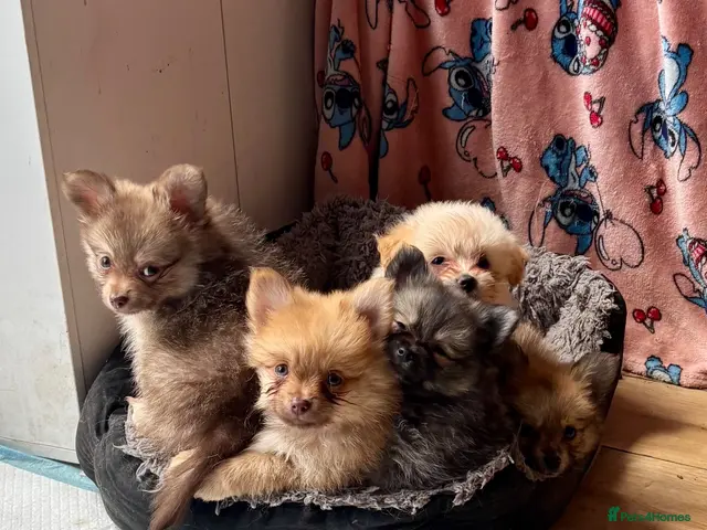 Pomeranian dogs Just 4 Gorgeous Pomchi Puppies Available Now - Advert 1