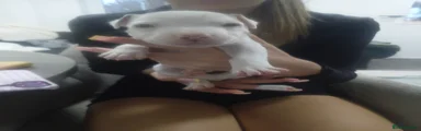 Staffordshire Bull Terrier 3