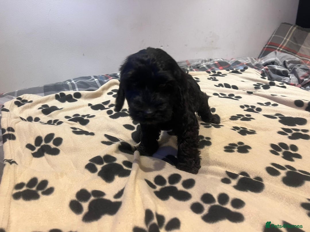 Cockapoo dogs for sale: Cocker spaniel/ cocapoo  - Advert 13