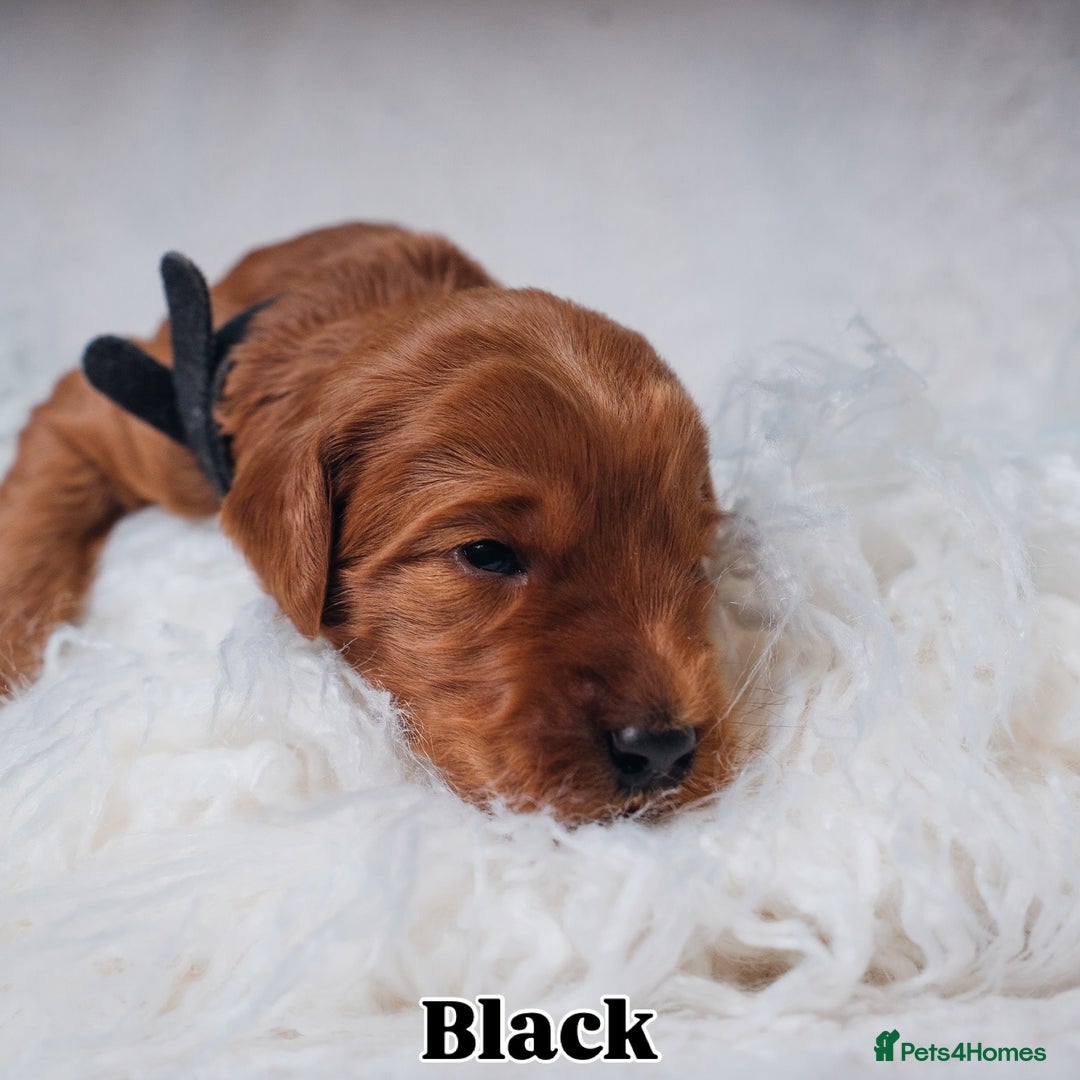 Labradoodle dogs for sale: F2B Labradoodle Puppies – Red & Apricot - Advert 28