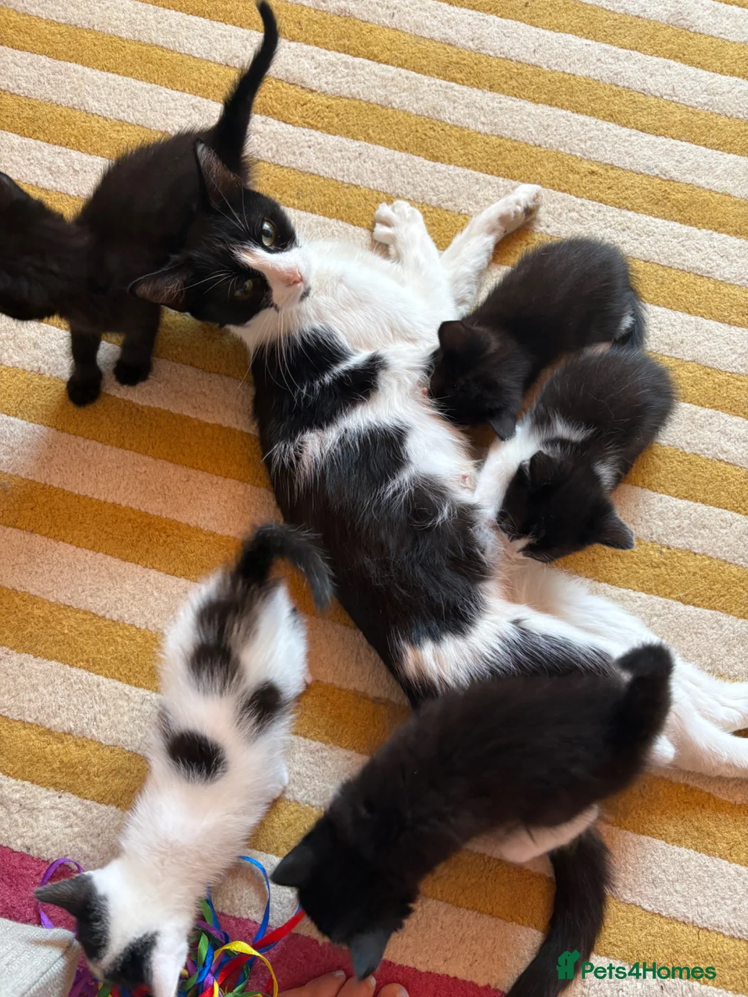 Mixed Breed cats for sale: Mixed Kittens for sale - Advert 1