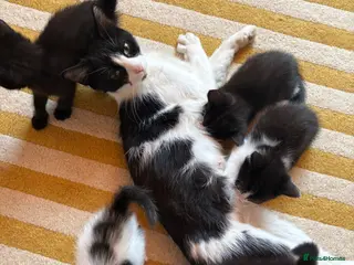 Mixed Breed cats Mixed Kittens for sale - Advert 2