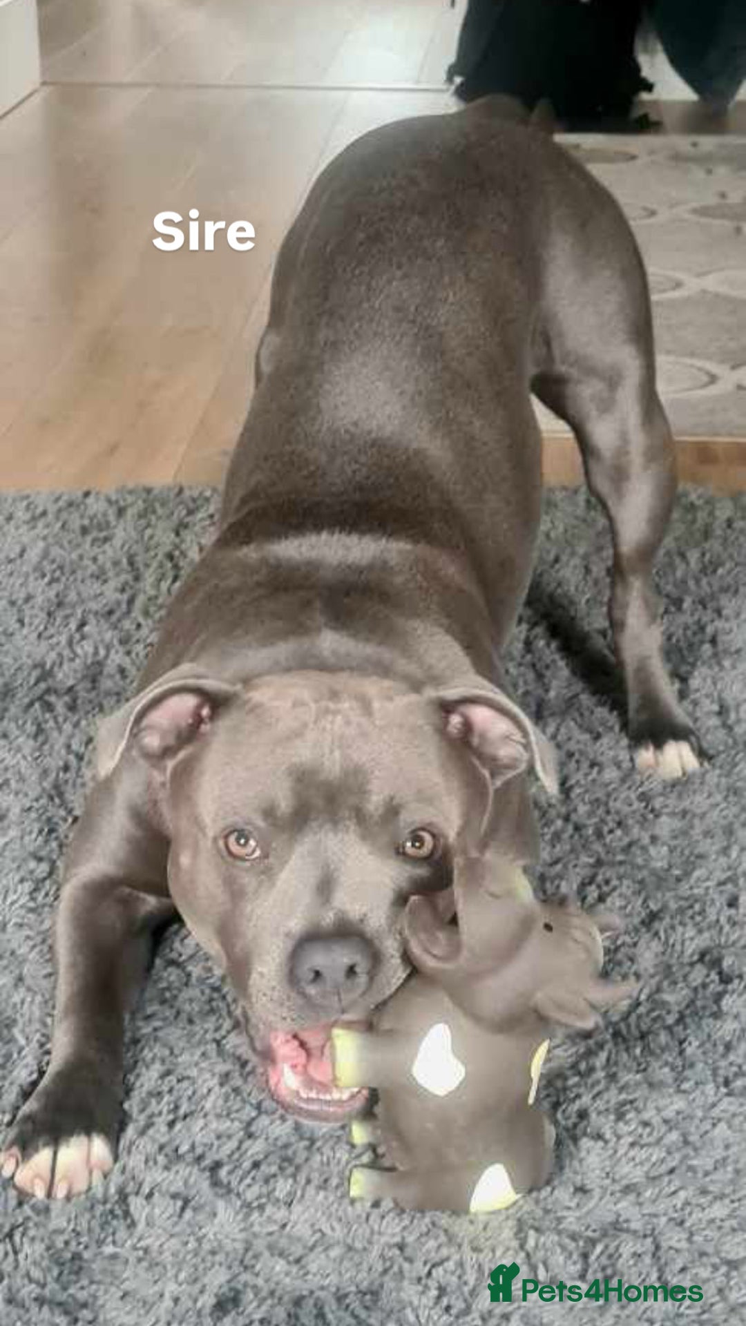 Staffordshire Bull Terrier dogs for sale: Staffordshire bull terrier puppies | blue staff - Image 7
