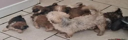 Mixed Breed dogs for sale: Shih-Tzu Puppies (7 X's) in Wisbech - Advert 8
