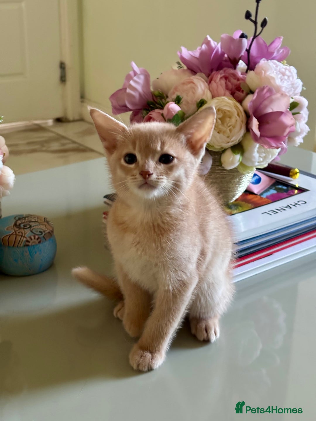 Abyssinian cats for sale: Pure pedigree fawn Abyssinian kittens 🐱  - Advert 17