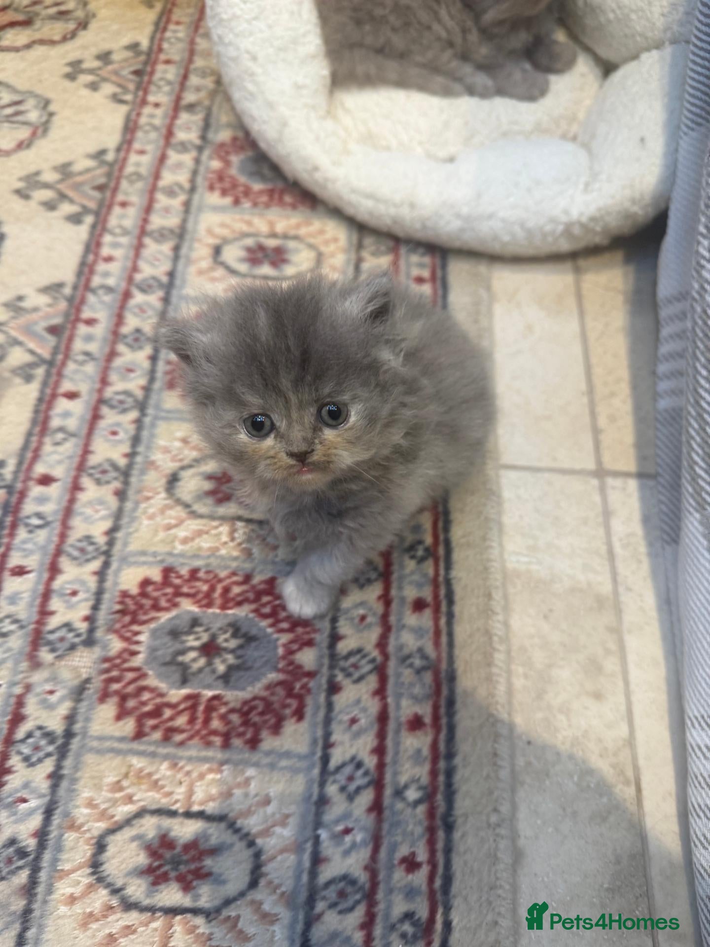 Persian cats Pure-bred Persian Kittens - Reserve Now - £750 - Advert 1