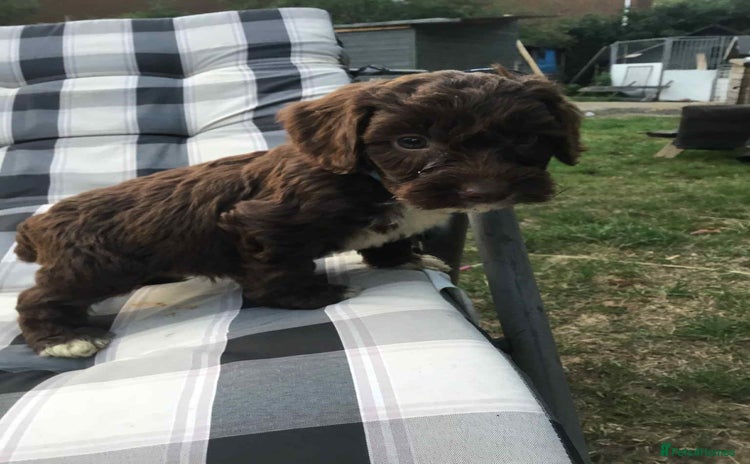 Cockapoo dogs - Advert 1