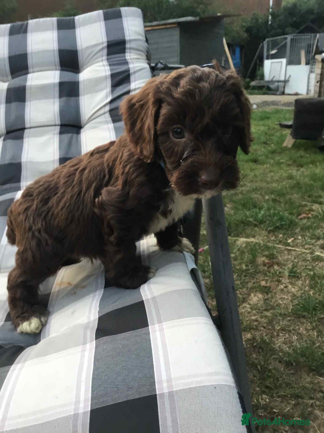 Cockapoo dogs for sale: Gorgeous Cockerpoo puppies  - Image 1