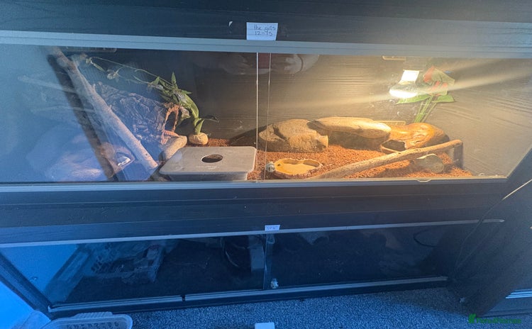 Leopard Gecko reptiles - Advert 5