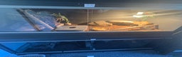 Leopard Gecko reptiles for sale: Leopard geckos with full setup - Advert 1