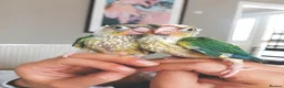 Conures birds for sale: Hand tame baby conures in Worthing - Advert 6