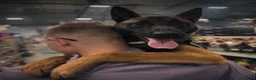 Belgian Shepherd Dog dogs for sale: Belgium Malinois - Advert 11