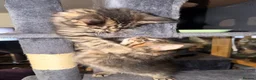Maine Coon cats for sale: Gorgeous Maine Coon X Kittens Ready Now! 🐾 - Advert 1