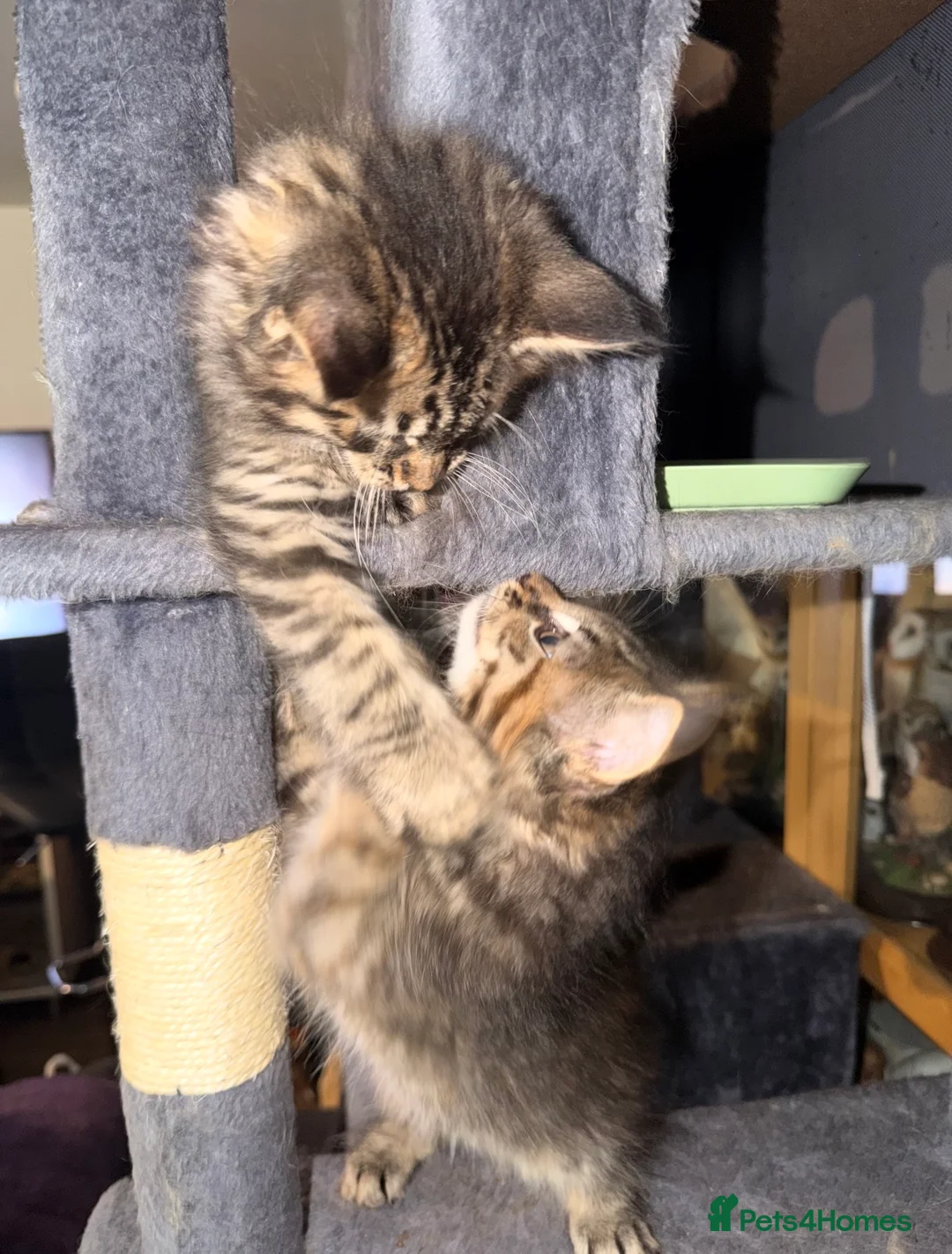 Maine Coon cats for sale: Gorgeous Maine Coon X Kittens Ready Now! 🐾 - Advert 1