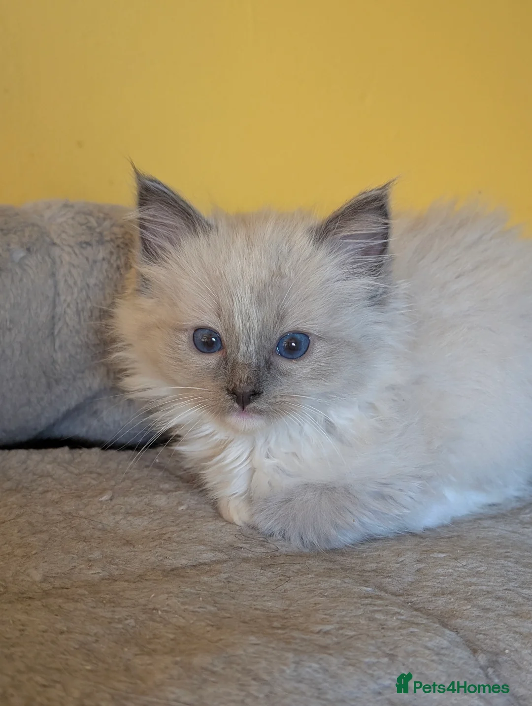 Ragdoll cats for sale: *All rehomed* Gorgeous Ragdoll Kittens  - Advert 5
