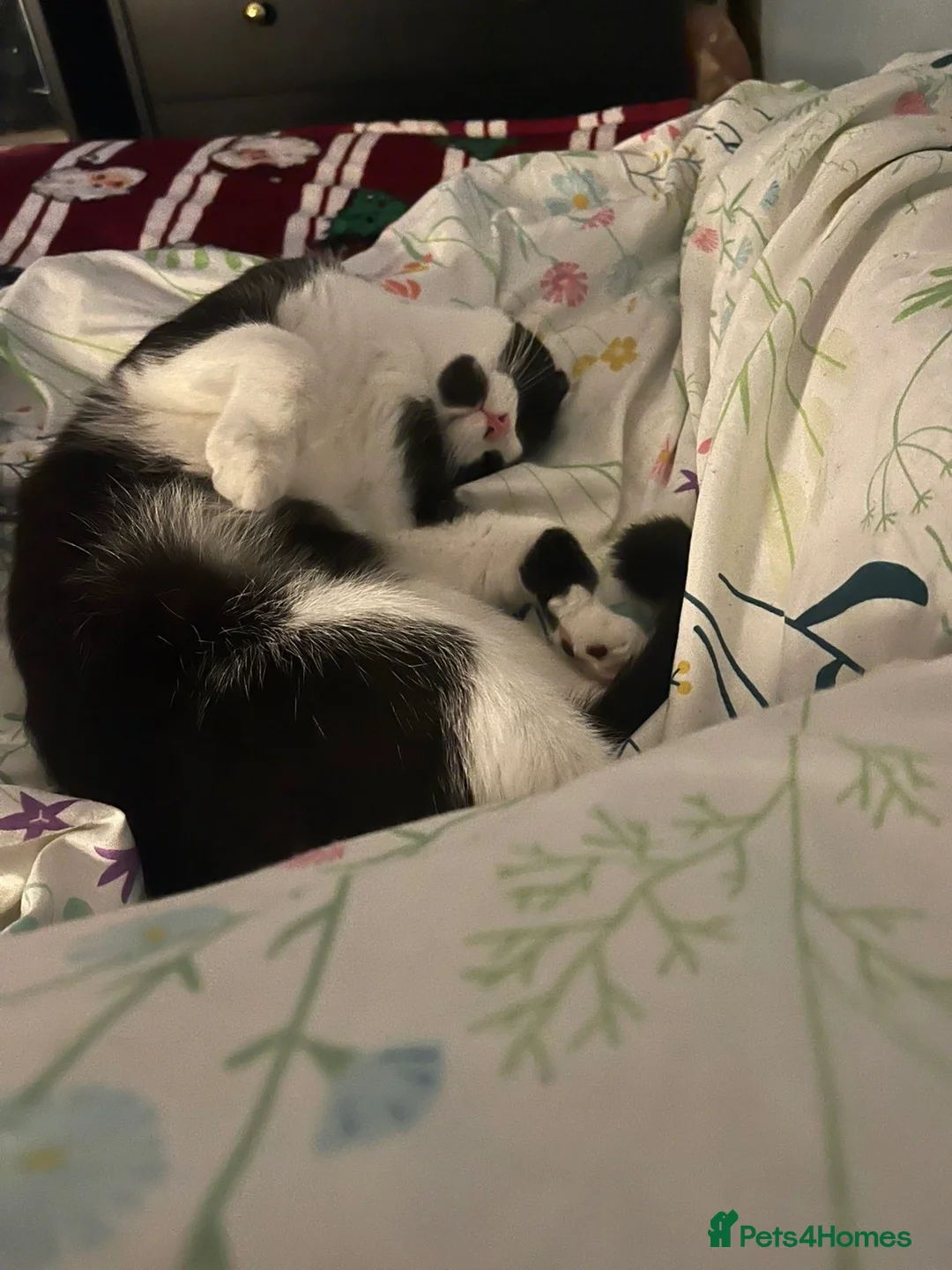 Mixed Breed cats for sale: Cat for sale  in Letchworth Garden City - Advert 2