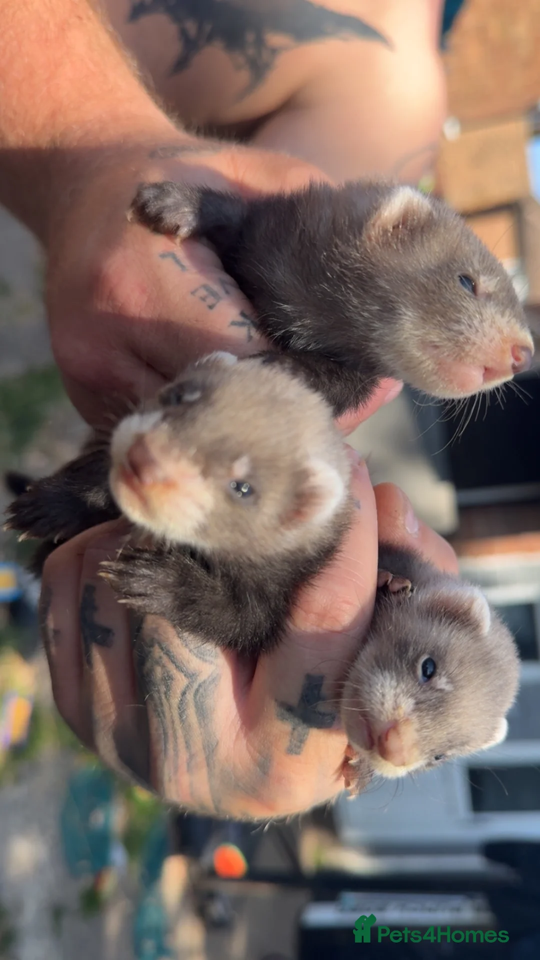 Ferret rodents for sale: Ferrets for sale - Advert 2