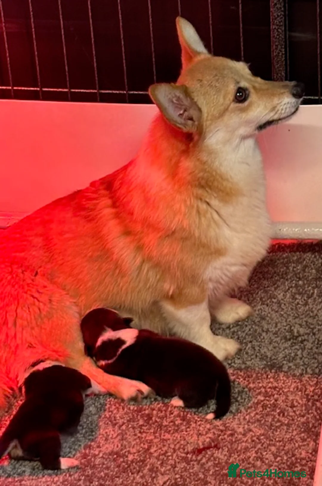 Welsh Corgi Pembroke dogs for sale: KC litter, health tested parents, licensed breeder - Advert 21