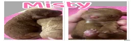 Cavapoo dogs for sale: Beautiful, health tested F1b Cavapoo Puppies - Advert 6