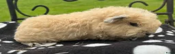 Guinea Pig rodents for sale: Guinea pigs 🐹  - Advert 2