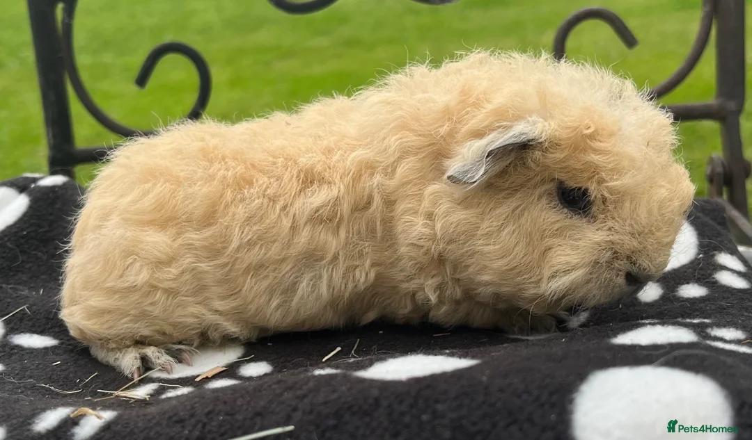 Guinea Pig rodents for sale: Guinea pigs 🐹  - Advert 2