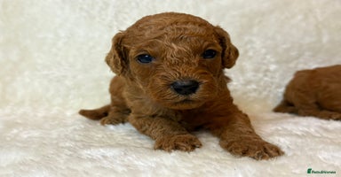 Cavapoo dogs - Advert 3