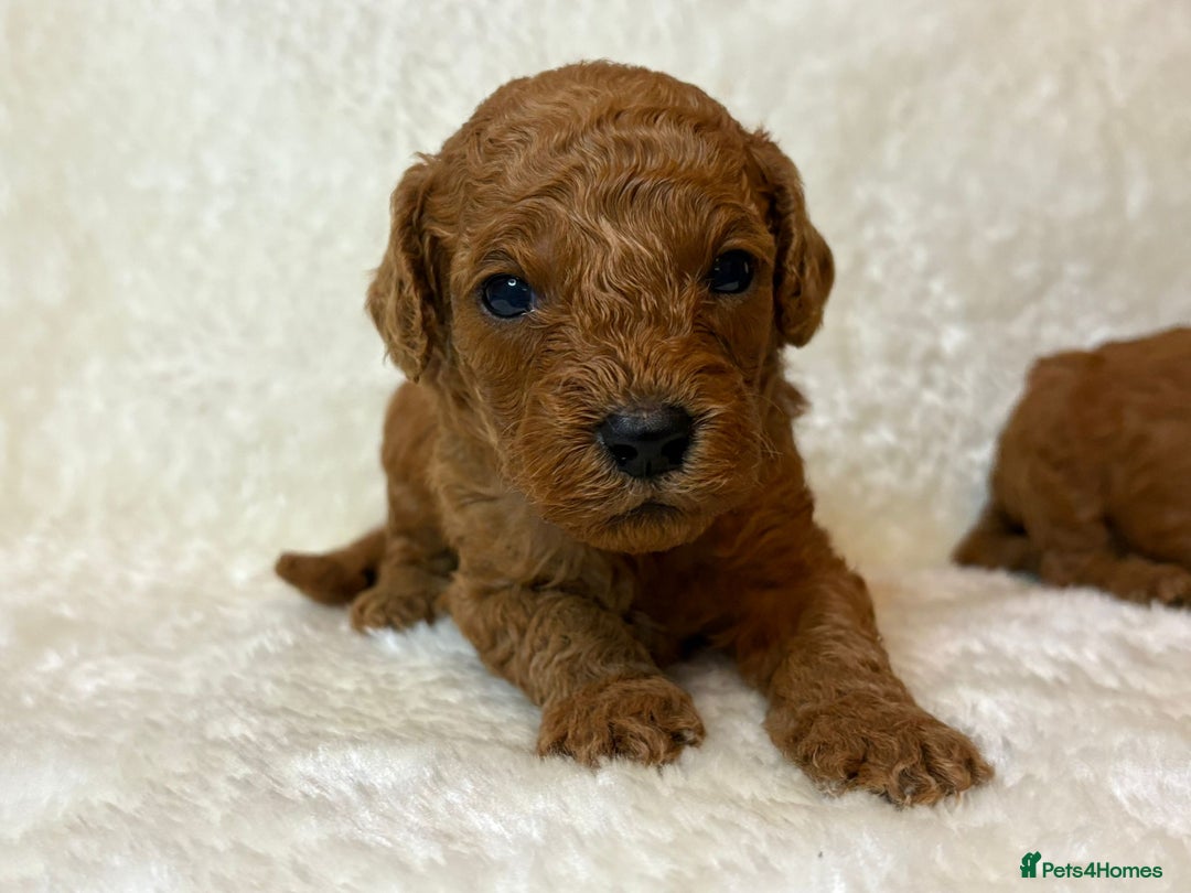 Cavapoo dogs for sale: Fox RED Cavapoo Puppies - Image 2