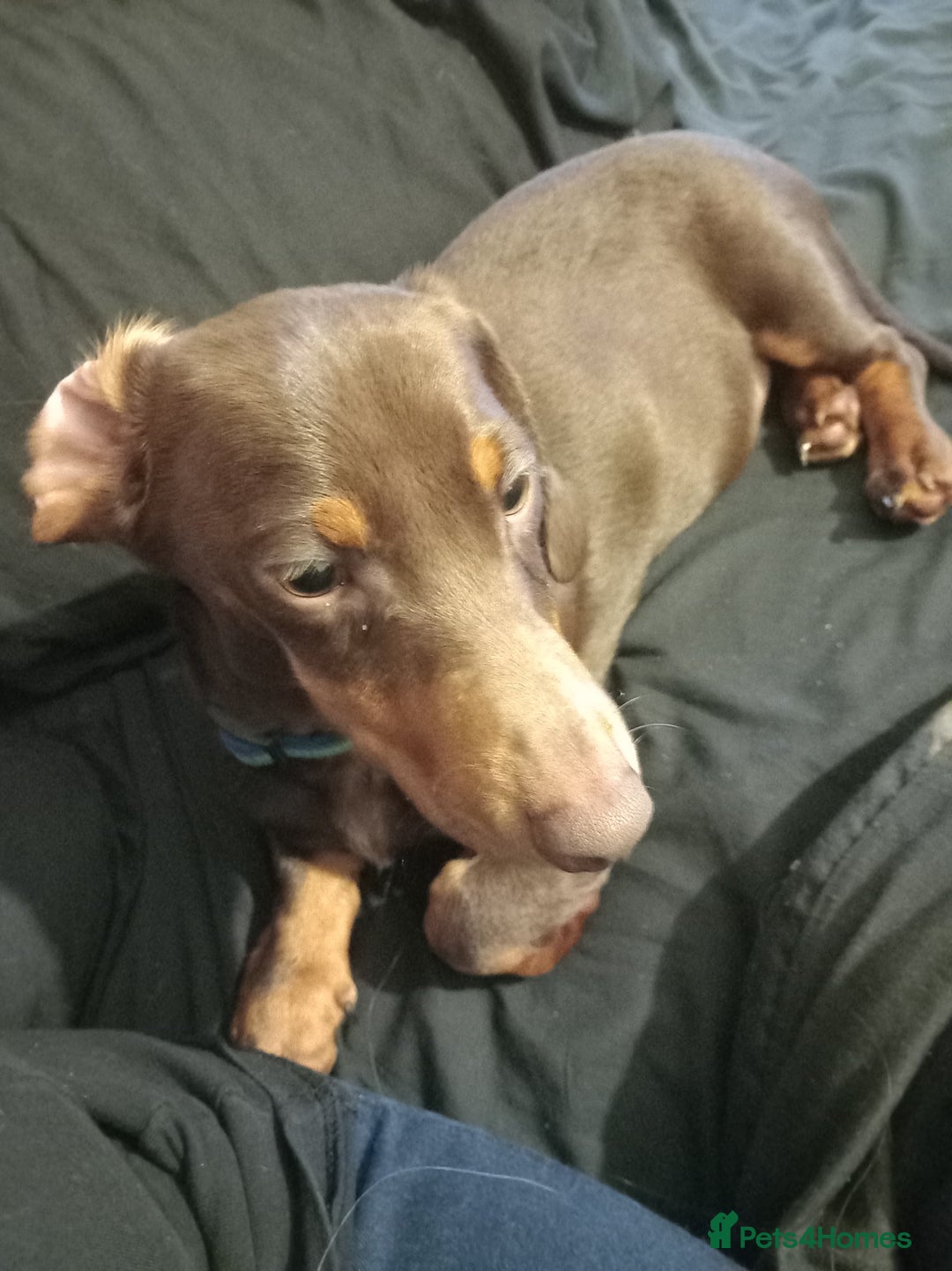 Dachshund dogs for stud: Standard Choc Dachshund, Reduced Fee Until Proven - Image 4