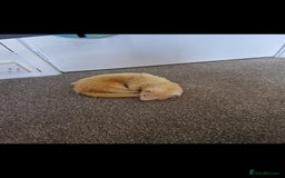Ferret rodents for sale: 2 Male Albino Ferrets With Everything  - Image 26
