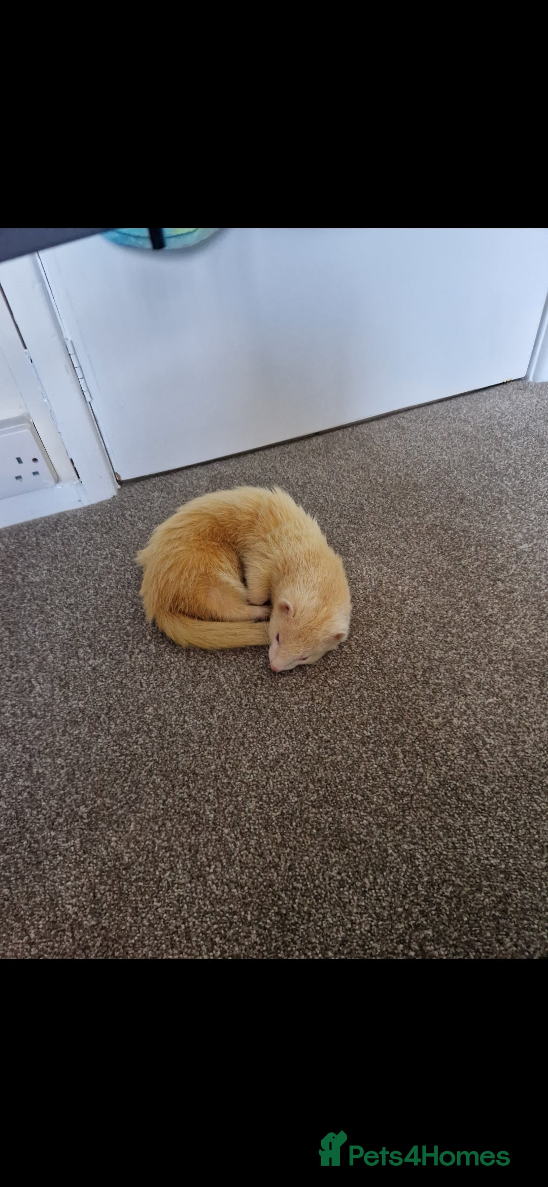 Ferret rodents for sale: 2 Male Albino Ferrets With Everything  - Image 26