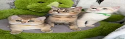 British Shorthair cats for sale: Adorable British Shorthair golden kittens   - Advert 20