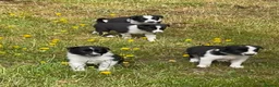 Border Collie dogs for sale: 5 Beautiful Border Collie Puppies  - Advert 25