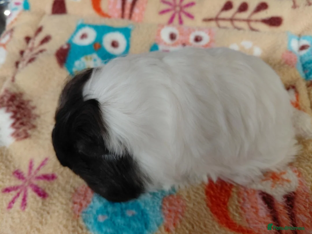 Guinea Pig rodents for sale: Young Adult Teddy Sow/Retired Young Adults  - Advert 2