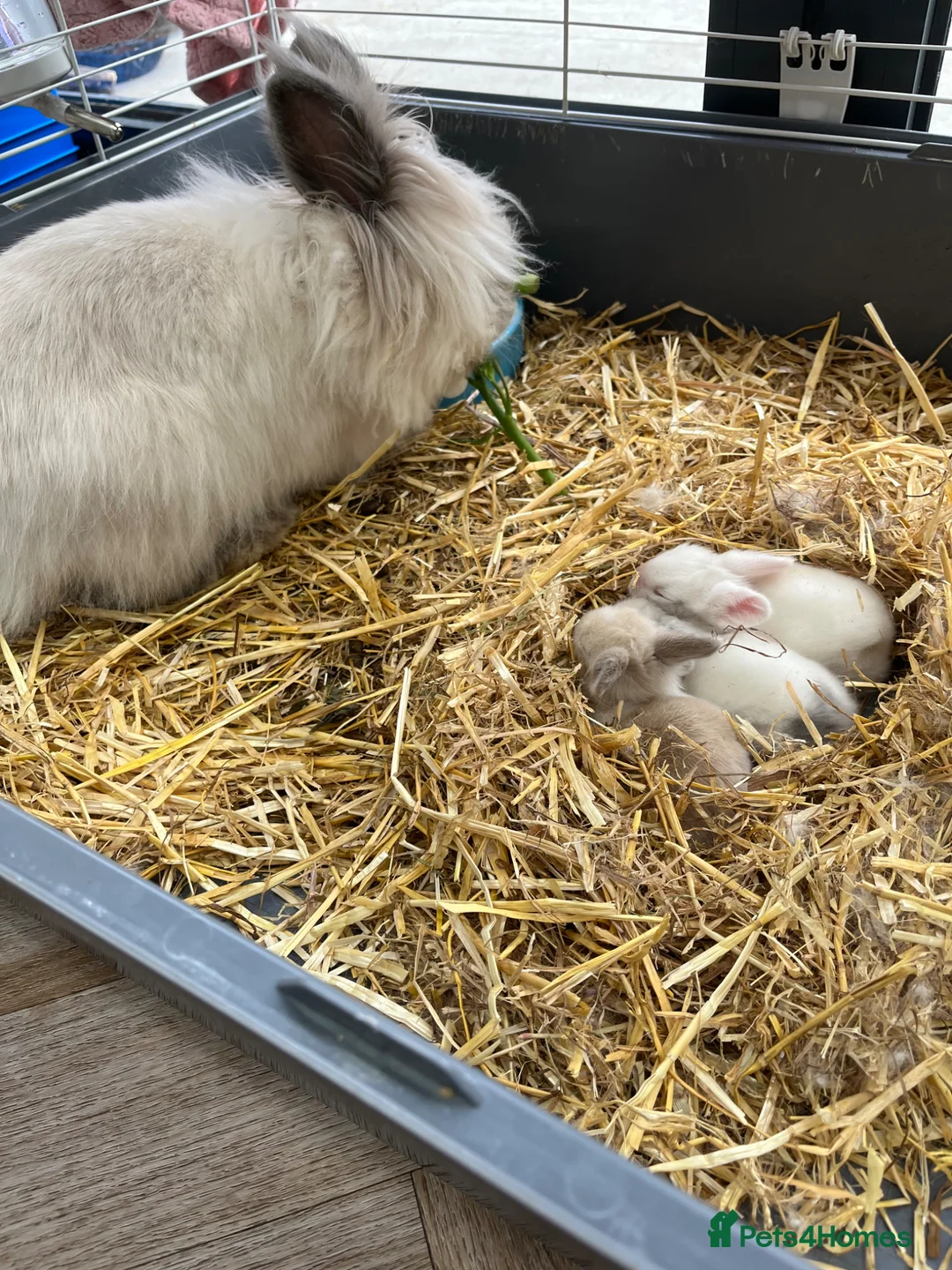 Lionhead rabbits for sale: Lionhead Bunnies  - Advert 7