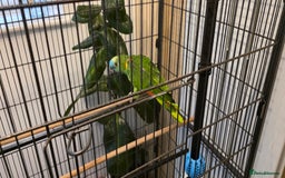 Parrots birds for sale: Quiet Blue Fronted Amazon Parrot - Image 8