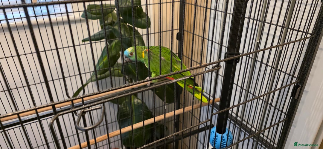 Parrots birds for sale: Quiet Blue Fronted Amazon Parrot - Image 8