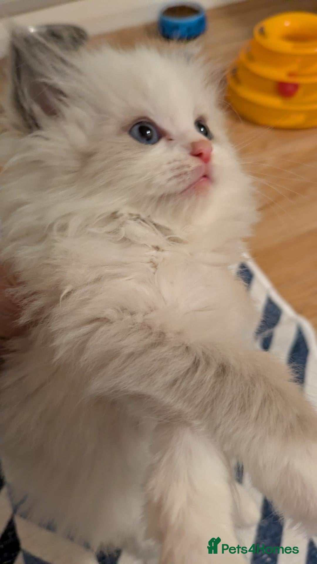 Ragdoll cats TICA Ragdoll Kittens – Blue Bicolour Boys & Girls - Advert 2
