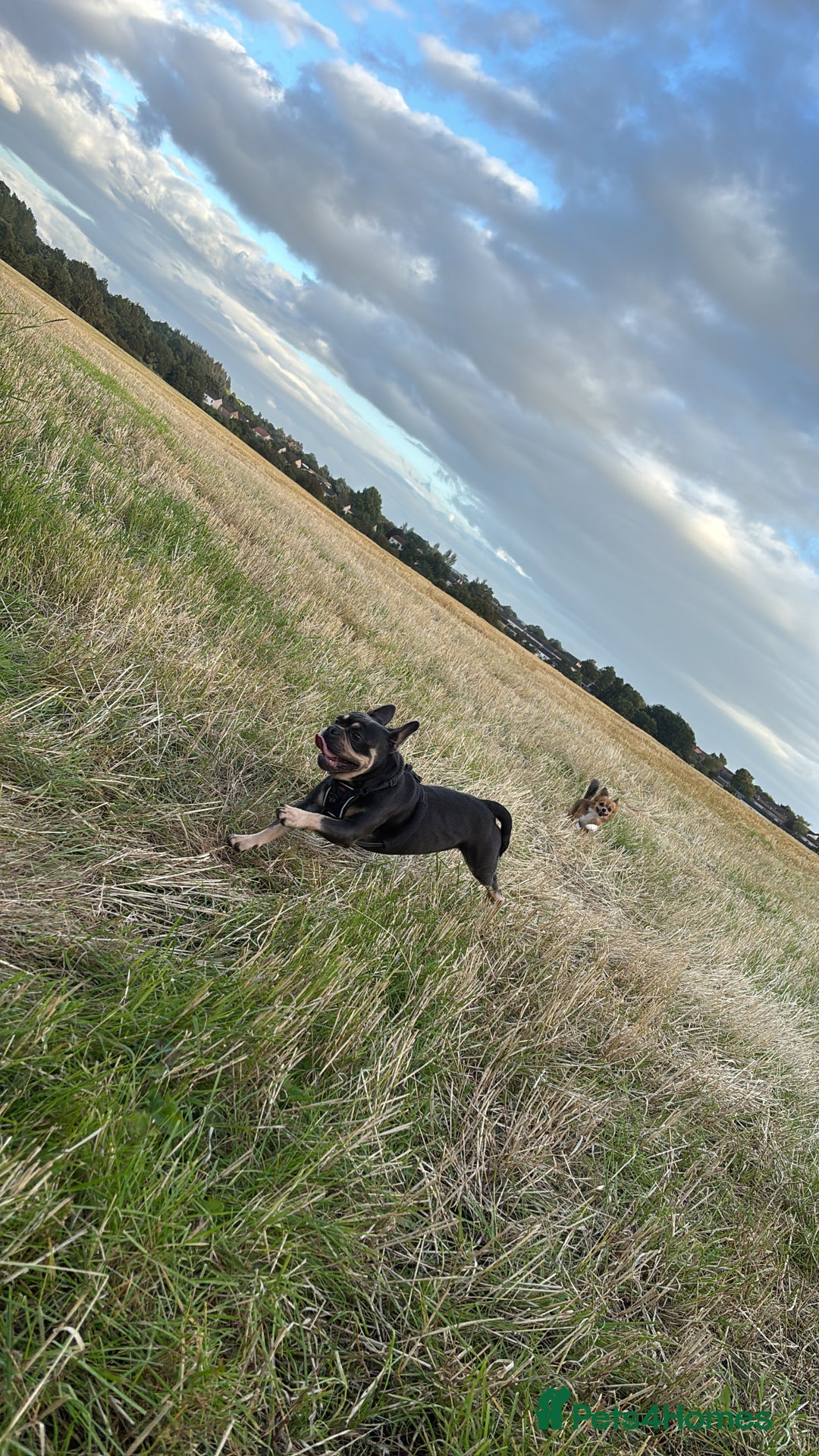 Frug dogs for sale: REHOMING frenchie x pug 1yo  - Image 3