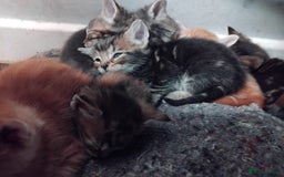 Mixed Breed cats for sale: 7 Beautiful tabby x British Short Hair ready - Image 14
