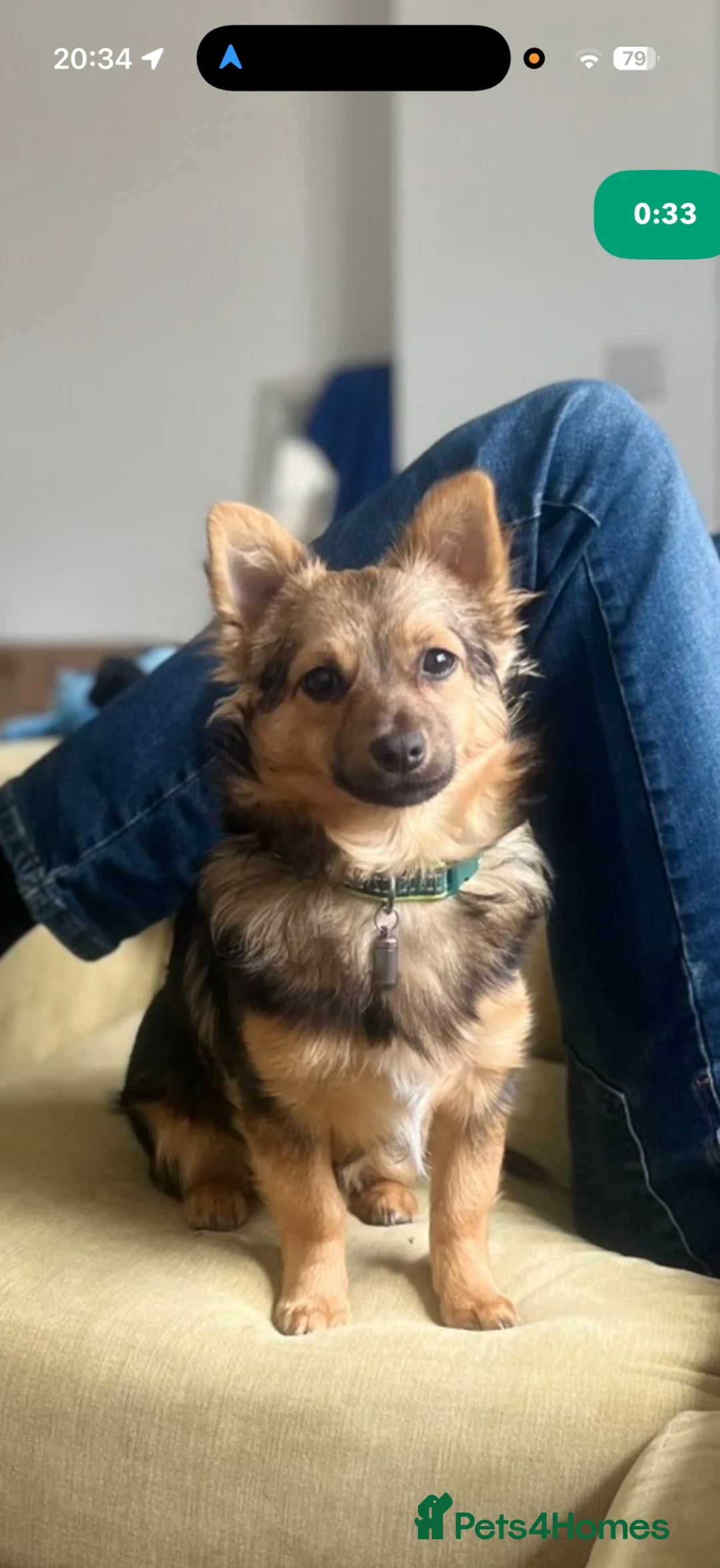 Pomchi dogs for sale: Puppy  in Spalding - Advert 5