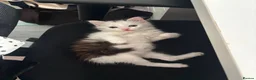 Domestic Shorthair cats for sale: Kitten Looking for a Loving Home 🐾 - Advert 8