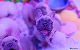 French Bulldog dogs for sale: KC French Bulldog Ready Now ! - Image 24