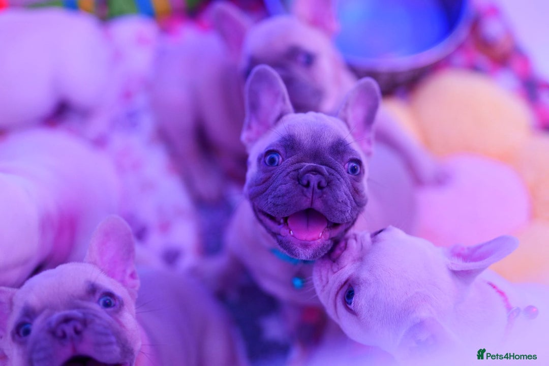 French Bulldog dogs for sale: KC French Bulldog Ready Now ! - Image 24
